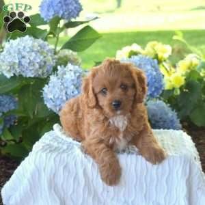 Breeze, Cavapoo Puppy