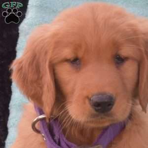 Breeze, Golden Retriever Puppy