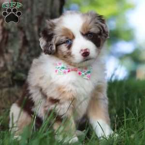 Breezy, Miniature Australian Shepherd Puppy