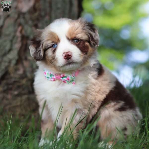 Breezy, Miniature Australian Shepherd Puppy
