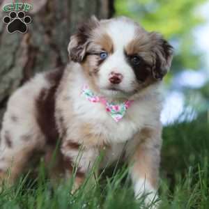Breezy, Miniature Australian Shepherd Puppy