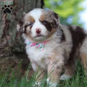 Breezy, Miniature Australian Shepherd Puppy