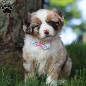 Breezy, Miniature Australian Shepherd Puppy