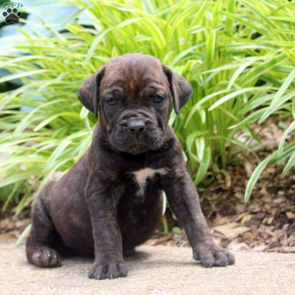 Brenda, Cane Corso Puppy