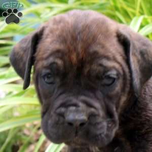 Brenda, Cane Corso Puppy