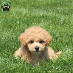 Brett, Bich-Poo Puppy