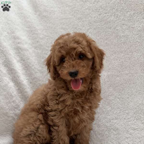 Brian, Mini Goldendoodle Puppy