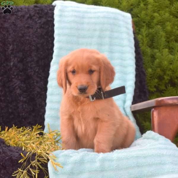 Bridget, Golden Retriever Puppy