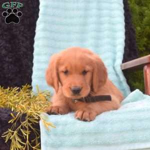 Bridget, Golden Retriever Puppy