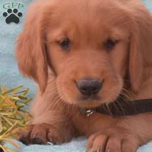 Bridget, Golden Retriever Puppy