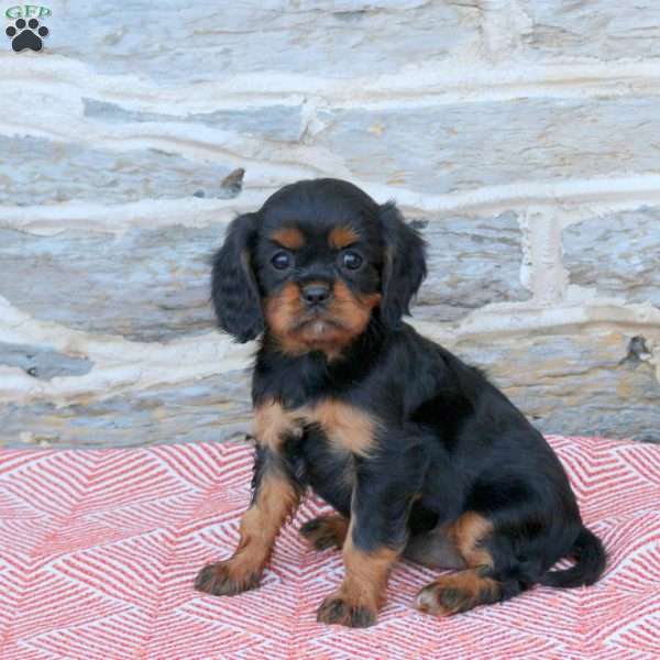 Bridgette, Cavalier King Charles Spaniel Puppy
