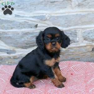 Bridgette, Cavalier King Charles Spaniel Puppy