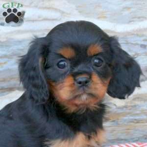 Bridgette, Cavalier King Charles Spaniel Puppy