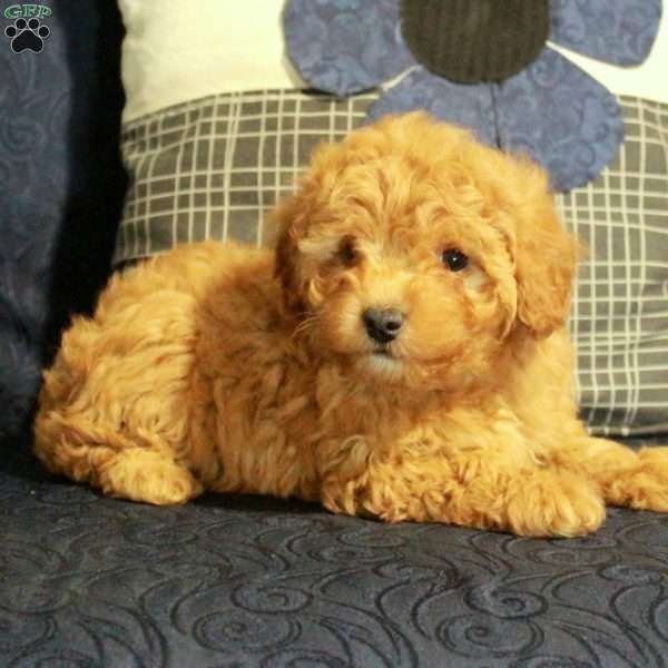 Brie, Yorkie Poo Puppy