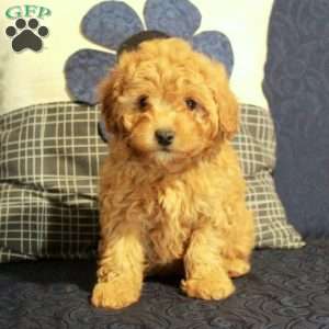 Brie, Yorkie Poo Puppy