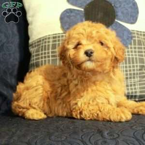Brie, Yorkie Poo Puppy