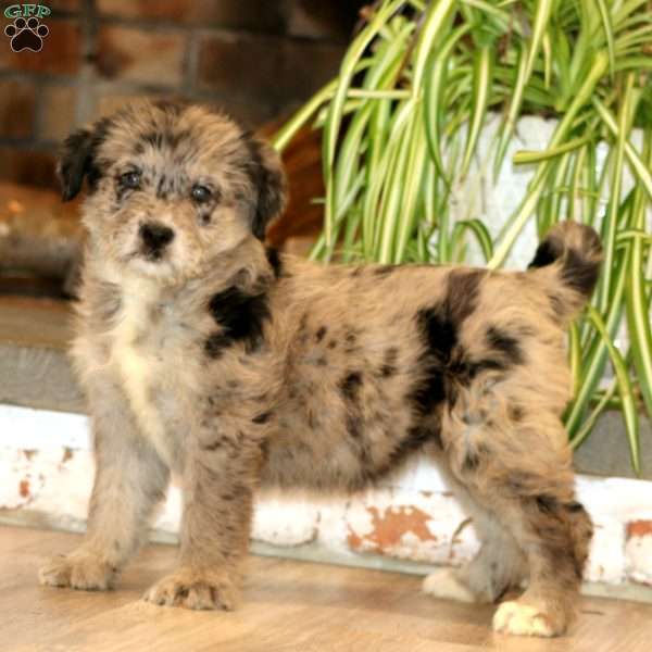 Brie, Labrador Mix Puppy