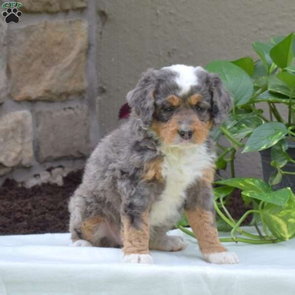 Brielle, Mini Bernedoodle Puppy