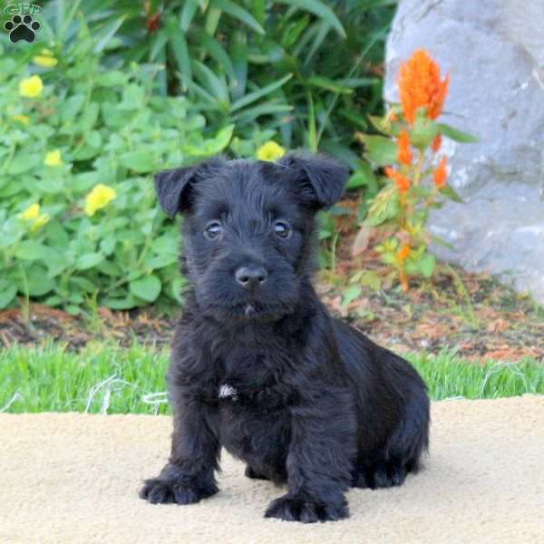 Brielle, Scottish Terrier Puppy