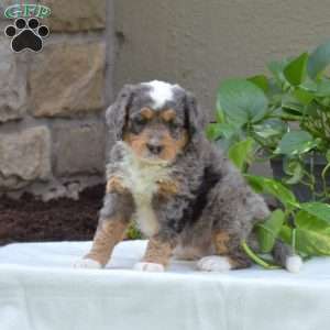 Brielle, Mini Bernedoodle Puppy
