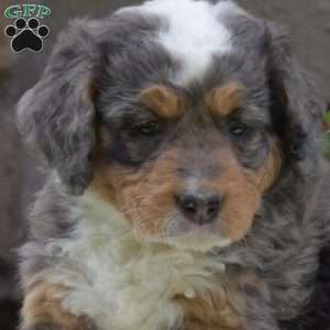 Brielle, Mini Bernedoodle Puppy