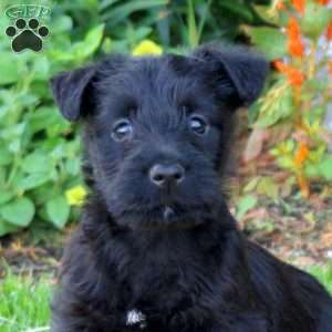 Brielle, Scottish Terrier Puppy