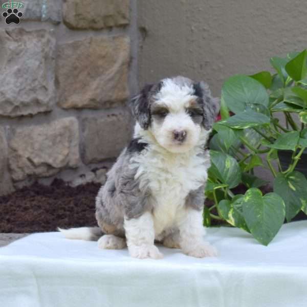 Brinlee, Mini Bernedoodle Puppy