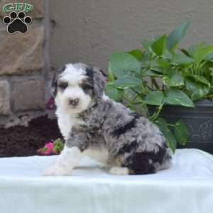 Brinlee, Mini Bernedoodle Puppy