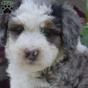 Brinlee, Mini Bernedoodle Puppy