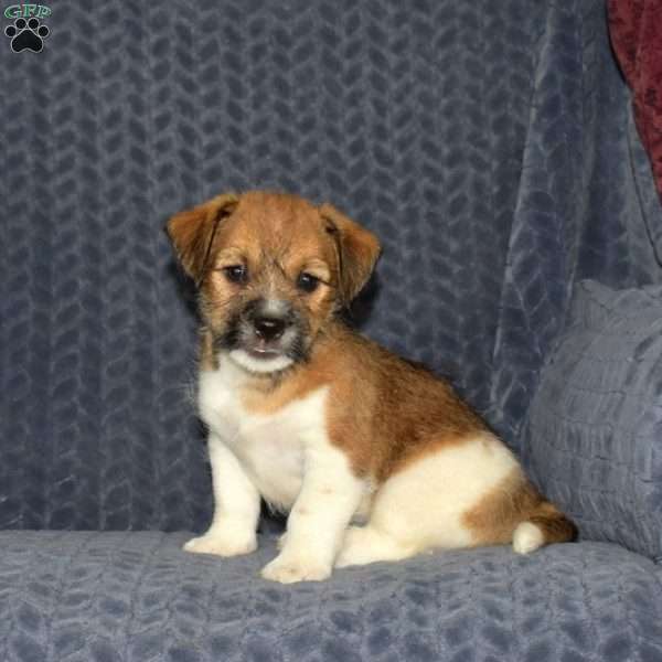 Brisket, Jack Russell Mix Puppy