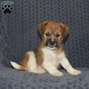 Brisket, Jack Russell Mix Puppy