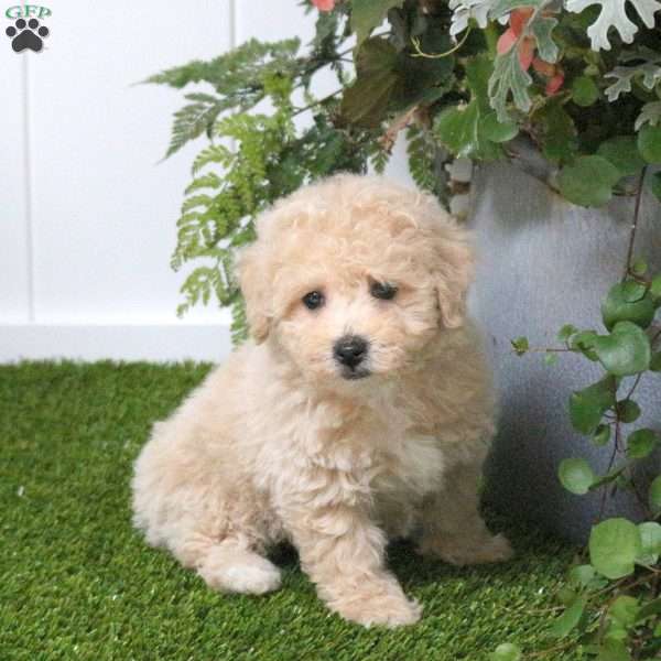 Brittany, Bich-Poo Puppy