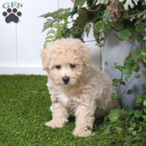 Brittany, Bich-Poo Puppy