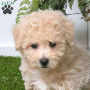 Brittany, Bich-Poo Puppy