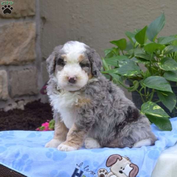 Brody, Mini Bernedoodle Puppy