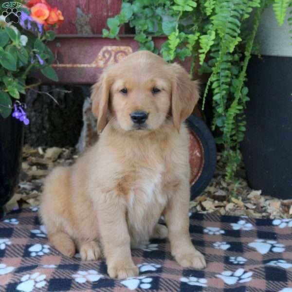 Brody, Golden Retriever Puppy
