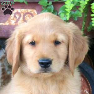 Brody, Golden Retriever Puppy