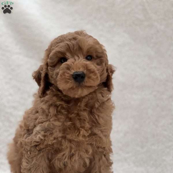 Brody, Mini Goldendoodle Puppy