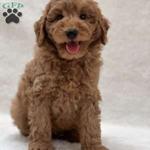 Brody, Mini Goldendoodle Puppy