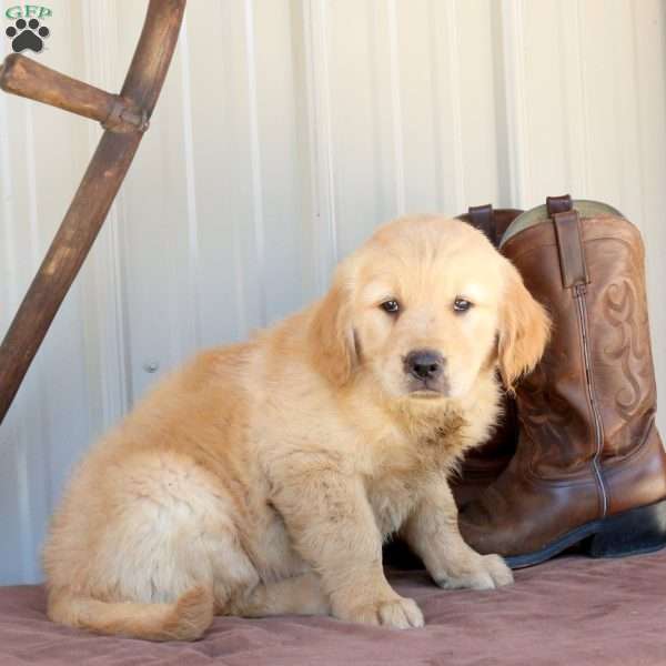 Bronco, Golden Retriever Puppy