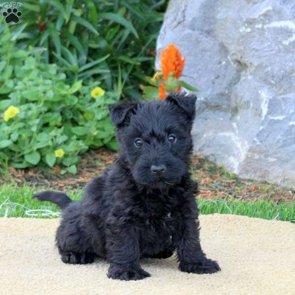 Brooke, Scottish Terrier Puppy