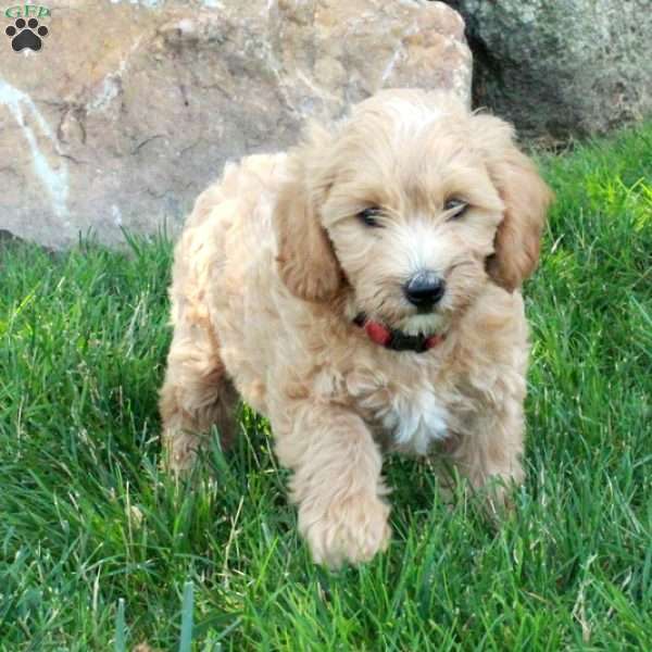 Brooke, Mini Labradoodle Puppy