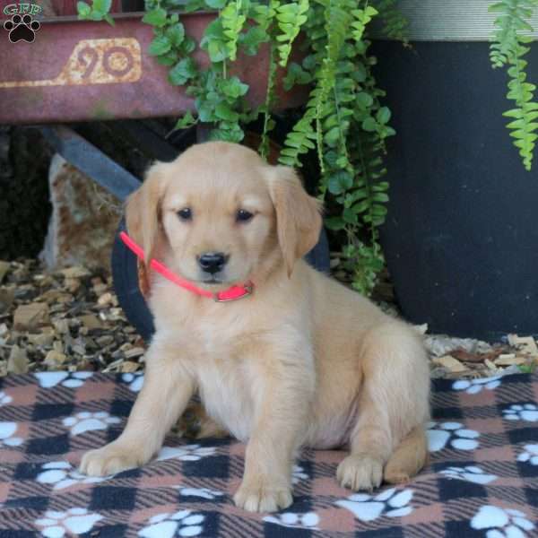 Brooke, Golden Retriever Puppy
