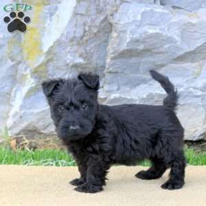 Brooke, Scottish Terrier Puppy