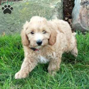 Brooke, Mini Labradoodle Puppy