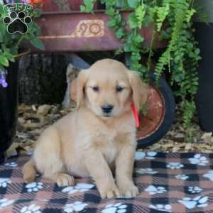 Brooke, Golden Retriever Puppy