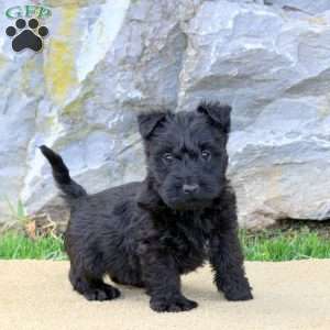 Brooke, Scottish Terrier Puppy