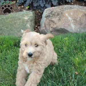 Brooke, Mini Labradoodle Puppy