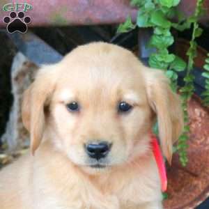 Brooke, Golden Retriever Puppy
