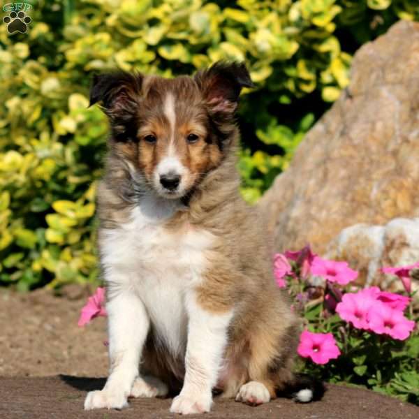 Brooke, Sheltie Puppy